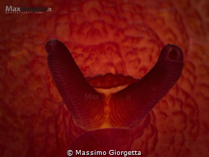detail of nudibranch by Massimo Giorgetta 
